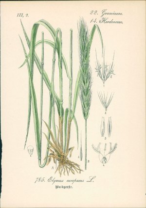 antiquarisches Buch – Hallier, Dr – Chromolithographie : Waldgerste. Elymus europaeus L. Hordeaceae. Syn. Hordeum cylindricum Murray, H. silvaticum Villain.