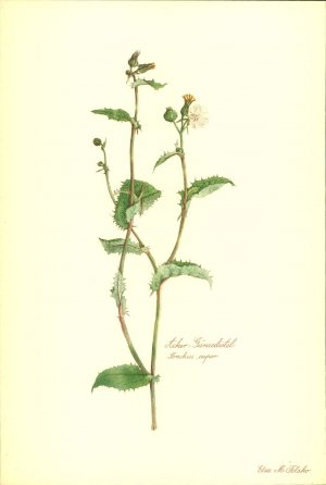 Acker - Gänsedistel (Sonchus asper). Kunstdruck nach Aquarell von Elsa M. Felsko.