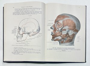 LEHRBUCH UND ATLAS DER ANATOMIE DES MENSCHEN Bd. 1: Allgemeines - Skelettsystem - Muskelsystem