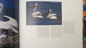 gebrauchtes Buch – Das Donaudelta-Delta Dunarii - The Danube Delta-3 sprachig