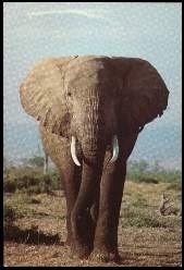 gebrauchtes Buch – x13560; Nairobi, Kenya. Elephant.