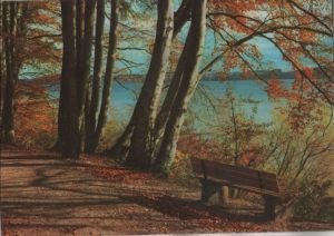 gebrauchtes Buch – Postkarte: Weg im Wald am Wasser - ca. 1975