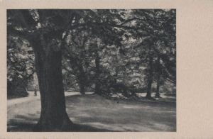 antiquarisches Buch – Postkarte: Baeume im Park - ca. 1955