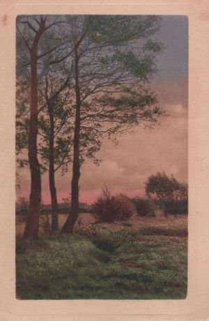 antiquarisches Buch – Postkarte: Wiesenlandschaft, Baeume, Straeucher - 1920