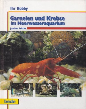 Garnelen und Krebse im Meerwasseraquarium