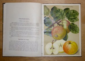 antiquarisches Buch – Deutschlands Obstsorten, Entspricht Lieferung 10-12; 04-1908) Äpfel:, 12 Apfelsorten in diesem Band: 'Lord Suffield', 'Grahams Jubiläumsapfel', 'Lord Grosvenor', 'Charlamowsky', 'Apfel aus Croncels', 'Kaiser Alexander', 'Danziger Kantapfel', 'Geflammter Cardinal', 'Minister von Hammerstein', 'Alantapfel', 'Gelber Richard', 'Roter Eiserapfel'.