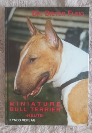 Miniature Bull-Terrier heute