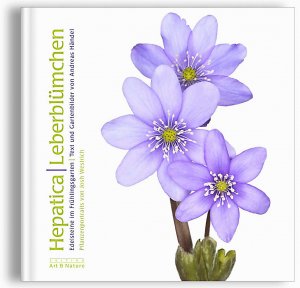 Hepatica - Leberblümchen, Edelsteine im Frühlingsgarten