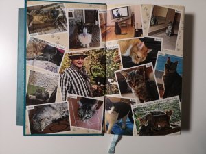 gebrauchtes Buch – Hape Kerkeling – Pfoten vom Tisch! - Meine Katzen, andere Katzen und ich