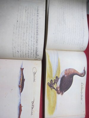 Vogel-, Fisch- und Thierbuch Bd. 1: Vogelbuch. Bd. 2: Fisch- und Thierbuch. Kommentarheft 1 und 2.