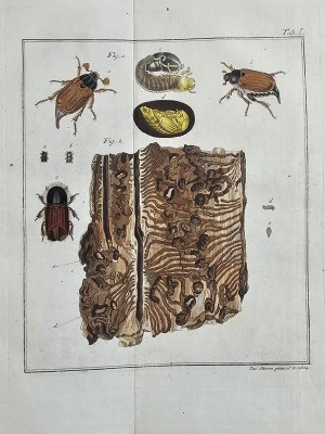 Vollständige Naturgeschichte der schädlichen Forstinsekten