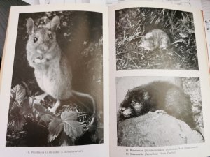 antiquarisches Buch – Dr. Georg Stehli - Prof – Welches Tier ist das ?    -    Die wildlebenden Säugetiere Deutschlands