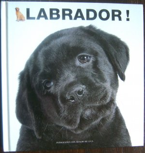 Labrador!