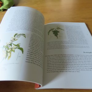 gebrauchtes Buch – A. K. Hellum – A Painter's Year in the Forests of Bhutan