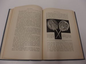gebrauchtes Buch – Haeckel Ernst – Aus Insulinde,     Malayische Reisebriefe