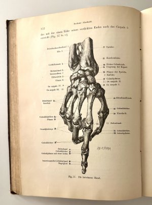 PLASTISCHE ANATOMIE DES MENSCHLICHEN KÖRPERS Ein Handbuch für Künstler und Kunstfreunde