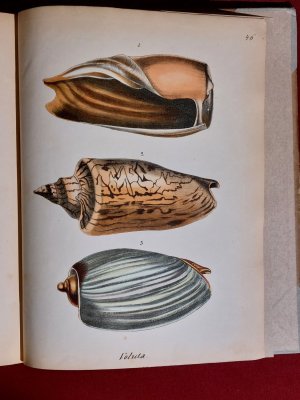 Conchylienbuch, Naturgeschichte der Muscheln und Schnecken