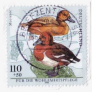 gebrauchtes Buch – Briefmarke Deutschland: Vogel Moorente, 110 + 50, Jahr: 1998 #150