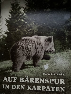 Auf Bärenspur in den Karpaten