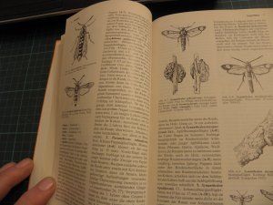 gebrauchtes Buch – Werner Jacobs – Biologie und Ökologie der Insekten - ein Taschenlexikon