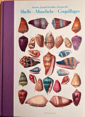 Shells-Muscheln-Coquillages