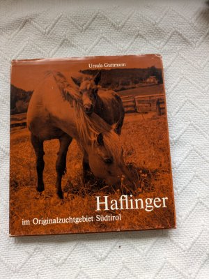 Haflinger im Originalzuchtgebiet Südtirol