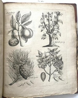 Botanologia medica. Seu dilucida et brevis manuductio ad plantarum et stirpium tam patriarum ... oder: kurtze Anweisung, wie diejenigen Kräuter und Gewächse […]