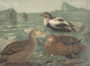 antiquarisches Buch – Naumann – Pracht-Eiderente. Somateria spectabilis (L.)., Jüngeres Männchen. Eiderente. Somateria mollissima (L)., Jüngeres Männchen. Weibchen. Chromolithographie.