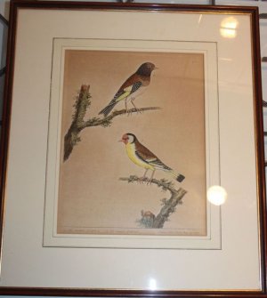 A. The Swallow Goldfinch B. The Canarie Goldfinch Plate 70