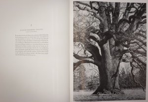 Bäume : Photogaphien schöner und merkwürdiger Beispiele aus deutschen Landen. Albert Renger-Patzsch. Mit einen Essay von Ernst Jünger und dendrologischen […]