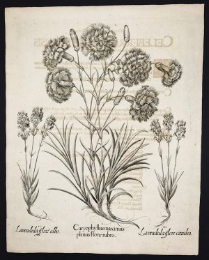 antiquarisches Buch – Basilius Besler – Große Nelke mit roten Blüten, weißblütiger und blaublütiger Lavendel [Mitte, Links, Rechts] - Carophyllus maximus, Lavendula flore albo, Lavendula flore caeruleo