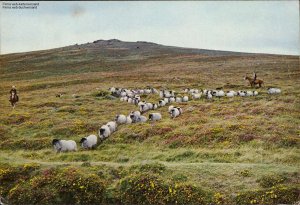 gebrauchtes Buch – Rounding up Sheep on Dartmoor, Devon, 1974