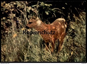 gebrauchtes Buch – ÄLTERE POSTKARTE REHKITZ BELAUSCHTE NATUR REH HIRSCH Roe fallow deer daim chevreuil cerf cpa AK Ansichtskarte postcard