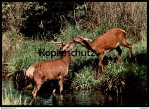 gebrauchtes Buch – ÄLTERE POSTKARTE ROTWILD BELAUSCHTE NATUR REH HIRSCH Rehe Hirsche Roe fallow deer daim chevreuil cerf cpa AK postcard