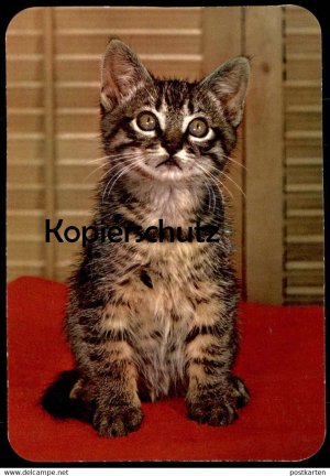 gebrauchtes Buch – ÄLTERE POSTKARTE JUNGE KATZE young cat jeune chat Stubentiger Ansichtskarte postcard AK cpa