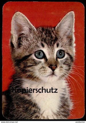 gebrauchtes Buch – ÄLTERE POSTKARTE JUNGE KATZE young cat jeune chat Stubentiger Ansichtskarte postcard AK cpa