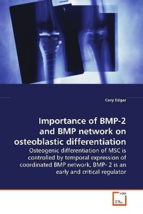 Importance of BMP-2 and BMP network on  osteoblastic differentiation