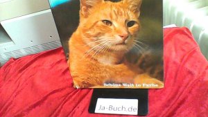 gebrauchtes Buch – Coffey, David J – Katzen