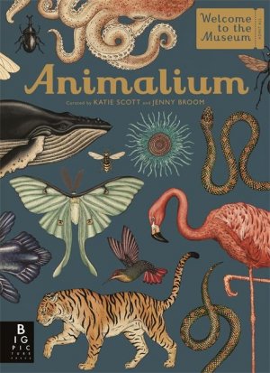 neues Buch – Jenny Broom – Animalium