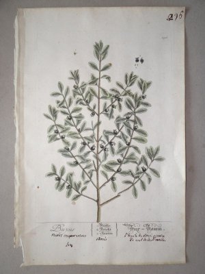 Buxus - Bux-Baum, anno 1757, Blackwell Elisabeth altkolorierter