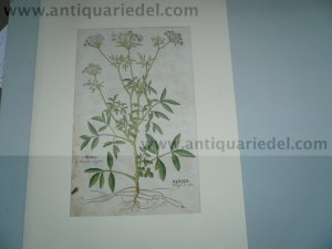 Weed, false bishops, anno 1543, Leonhart Fuchs