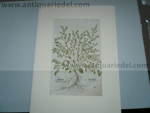 Knotweed, anno 1543, woodcut, Leonhart Fuchs