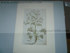 Parsley/Parsnip, anno 1543, woodcut, Fuchs Leonhart