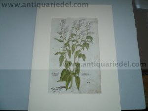 Pepperwort/Dittander, anno 1543, woodcut, Leonhart Fuchs