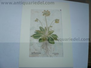 Cowslip, anno 1543, Fuchs Leonhart, Das Kräuterbuch