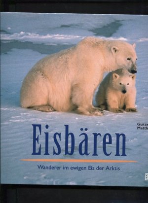 Eisbären Wanderer im ewigen Eis der Arktis