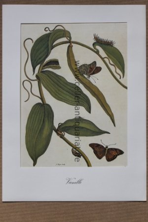 Tafel 25 "Vanille" des Werkes Metamorphosis insectorum Surinamensium - Neunfarbendruck auf Büttenpapier in kartonierter Mappe, gezeichnet von P. Sluyter