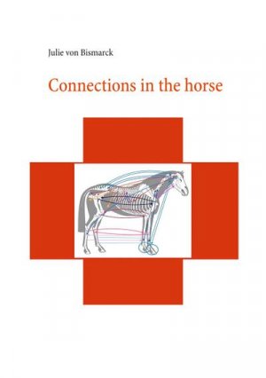 Connections in the horse