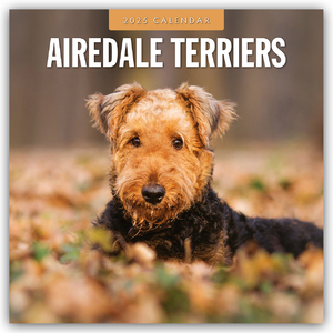 ISBN 9781804424162: Airdale Terriers - Airdale Terrier 2025 - 16-Monatskalender