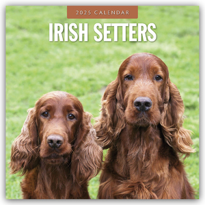 ISBN 9781804424766: Irish Setters - Irischer Setter 2025 - 16-Monatskalender